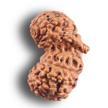 Load image into Gallery viewer, 16 Mukhi Gaurishankar Rudraksha from Indonesia - Bead No. 352