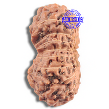 Load image into Gallery viewer, 16 Mukhi Rudraksha from Indonesia - Bead No. 205
