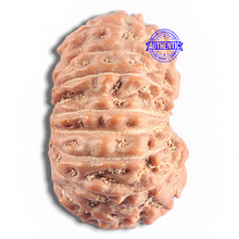 Load image into Gallery viewer, 16 Mukhi Rudraksha from Indonesia - Bead No. 319