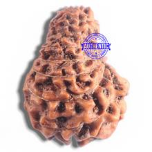 Load image into Gallery viewer, 16 Mukhi Rudraksha from Indonesia - Bead No. 2