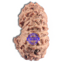 Load image into Gallery viewer, 16 Mukhi Rudraksha from Indonesia - Bead No. 318