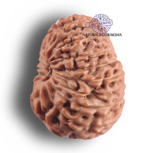 Load image into Gallery viewer, 17 Mukhi Rudraksha from Indonesia - Bead No. 294