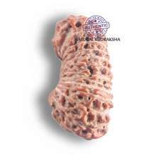 Load image into Gallery viewer, 26 Mukhi Rudraksha from Indonesia - Bead No. L