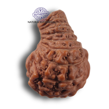 Load image into Gallery viewer, 21 Mukhi Indonesian Rudraksha - Bead No. 171
