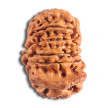 Load image into Gallery viewer, 14 Mukhi Nepalese Ganesh Rudraksha - Bead No. 337