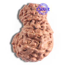 Load image into Gallery viewer, 16 Mukhi Rudraksha from Indonesia - Bead No. 123