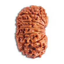 Load image into Gallery viewer, 14 Mukhi Nepalese Rudraksha - Bead No. 291