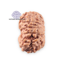 Load image into Gallery viewer, 14 mukhi Indonesian Rudraksha - Bead No. 398