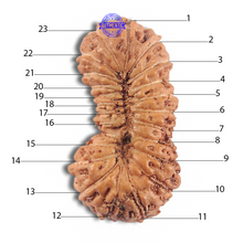 Load image into Gallery viewer, 23 Mukhi Rudraksha from Indonesia
