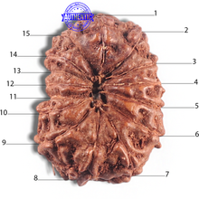 Load image into Gallery viewer, 15 Mukhi Indonesian Rudraksha - Bead No. 106
