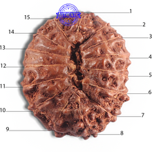 Load image into Gallery viewer, 15 Mukhi Indonesian Rudraksha - Bead No. 105