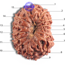 Load image into Gallery viewer, 15 Mukhi Indonesian Rudraksha - Bead No. 80
