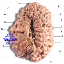 Load image into Gallery viewer, 16 Mukhi Rudraksha from Indonesia - Bead No. 123