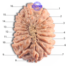Load image into Gallery viewer, 16 Mukhi Rudraksha from Indonesia - Bead No. 319