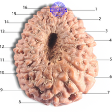 Load image into Gallery viewer, 16 Mukhi Rudraksha from Indonesia - Bead No. 316