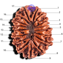 Load image into Gallery viewer, 17 Mukhi Nepalese Rudraksha - Bead No. 76