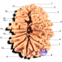 Load image into Gallery viewer, 17 Mukhi Nepalese Rudraksha - Bead No. 74