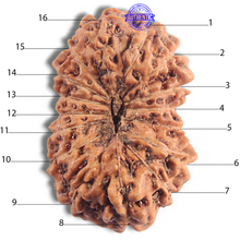 Load image into Gallery viewer, 16 Mukhi Rudraksha from Indonesia - Bead No. 294