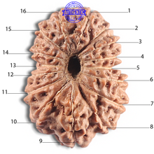 Load image into Gallery viewer, 16 Mukhi Rudraksha from Indonesia - Bead No. 338