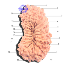 Load image into Gallery viewer, 20 Mukhi Indonesian Rudraksha - Bead 104