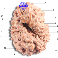 Load image into Gallery viewer, 16 Mukhi Rudraksha from Indonesia - Bead No. 312