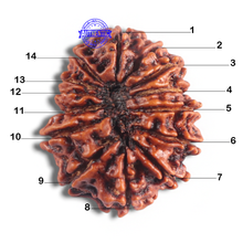 Load image into Gallery viewer, 14 Mukhi Nepalese Rudraksha - Bead No. 340