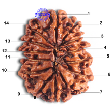 Load image into Gallery viewer, 14 Mukhi Nepalese Rudraksha - Bead No. 310