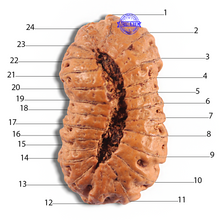 Load image into Gallery viewer, 24 Mukhi Rudraksha from Indonesia - Bead No. P