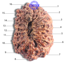 Load image into Gallery viewer, 16 Mukhi Rudraksha from Indonesia - Bead No. 223