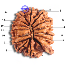 Load image into Gallery viewer, 14 Mukhi Nepalese Ganesh Rudraksha - Bead No. 337