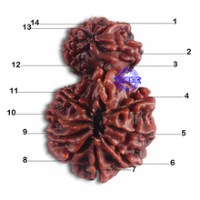 Load image into Gallery viewer, 14 Mukhi Nepalese Garbhgauri Rudraksha - Bead No. 164