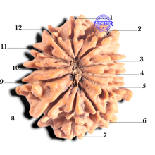 Load image into Gallery viewer, 12 Mukhi Nepalese Rudraksha - Bead No 389