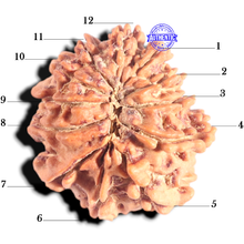 Load image into Gallery viewer, 12 Mukhi Nepalese Rudraksha - Bead No 383