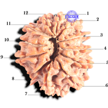 Load image into Gallery viewer, 12 Mukhi Nepalese Rudraksha - Bead No 386