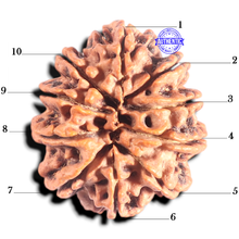 Load image into Gallery viewer, 10 Mukhi Nepalese Rudraksha - Bead No 137