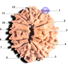 Load image into Gallery viewer, 12 Mukhi Nepalese Rudraksha - Bead No 371