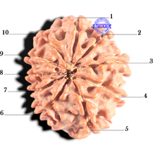 Load image into Gallery viewer, 10 Mukhi Nepalese Rudraksha - Bead No 24