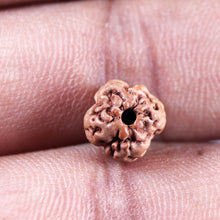 Load image into Gallery viewer, Non Mukhi Rudraksha from Indonesia - Bead No.22