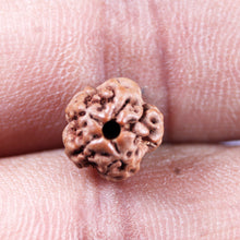 Load image into Gallery viewer, Non Mukhi Rudraksha from Indonesia - Bead No.23