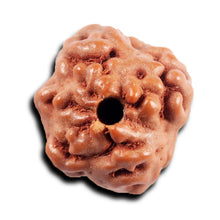 Load image into Gallery viewer, Non Mukhi Rudraksha from Indonesia - Bead No.24