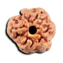 Load image into Gallery viewer, Non Mukhi Rudraksha from Indonesia - Bead No.25