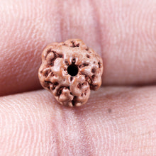 Load image into Gallery viewer, Non Mukhi Rudraksha from Indonesia - Bead No.25