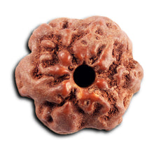 Load image into Gallery viewer, Non Mukhi Rudraksha from Indonesia - Bead No.27