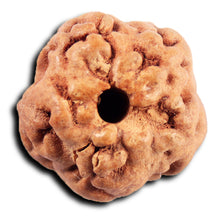 Load image into Gallery viewer, Non Mukhi Rudraksha from Indonesia - Bead No.28