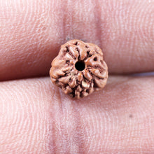 Load image into Gallery viewer, Non Mukhi Rudraksha from Indonesia - Bead No.28