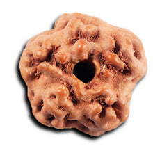 Load image into Gallery viewer, Non Mukhi Rudraksha from Indonesia - Bead No.29