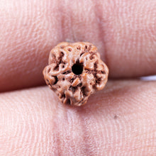 Load image into Gallery viewer, Non Mukhi Rudraksha from Indonesia - Bead No.29