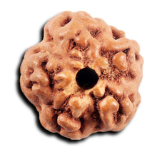 Load image into Gallery viewer, Non Mukhi Rudraksha from Indonesia - Bead No.30