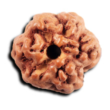 Load image into Gallery viewer, Non Mukhi Rudraksha from Indonesia - Bead No.31
