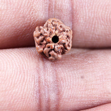 Load image into Gallery viewer, Non Mukhi Rudraksha from Indonesia - Bead No.31